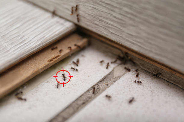 Best Affordable Pest Control Services  in Oconto Falls, WI
